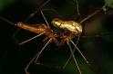 Tetragnatha_montana_D4987_Z_89_Les Gris_Frankrijk